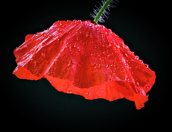 Dripping Poppy by Jean Noren Dripping Poppy by Jean Noren