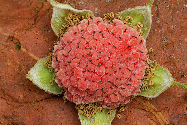 Rasberry by Jean Noren Rasberry by Jean Noren